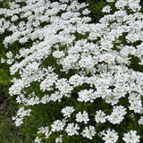 Iberis sempervirens [Sz:100 mm]