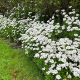 Iberis sempervirens [Sz:100 mm]