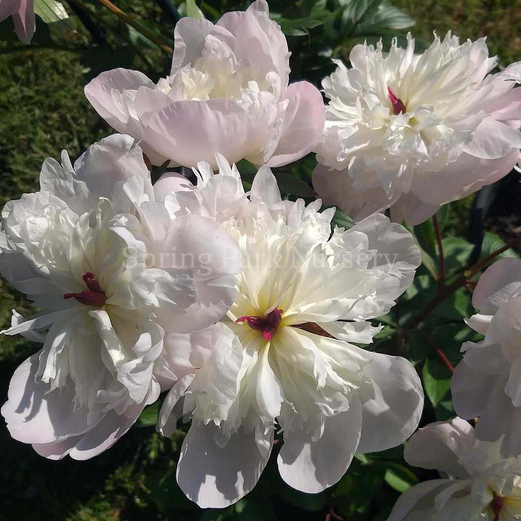 Herbaceous Peony 'Immaculee' [Sz:200 mm]