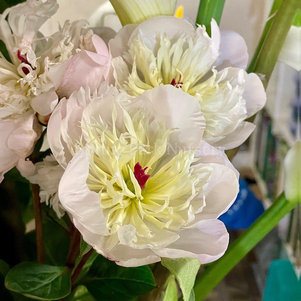 Herbaceous Peony 'Immaculee' [Sz:200 mm]