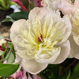 Herbaceous Peony 'Immaculee' [Sz:200 mm]