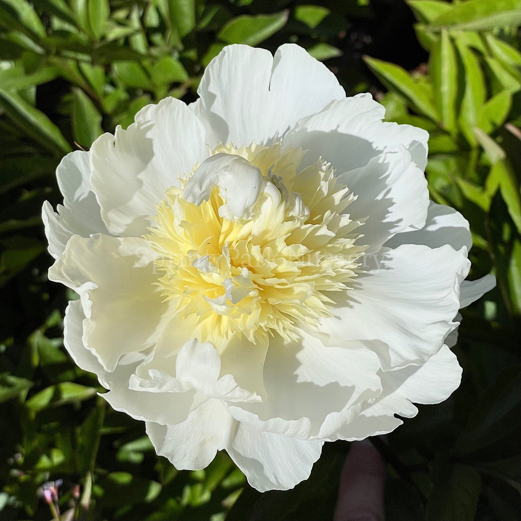 Herbaceous Peony 'Charlie's White' [Sz:200 mm]