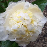 Herbaceous Peony 'Charlie's White' [Sz:200 mm]