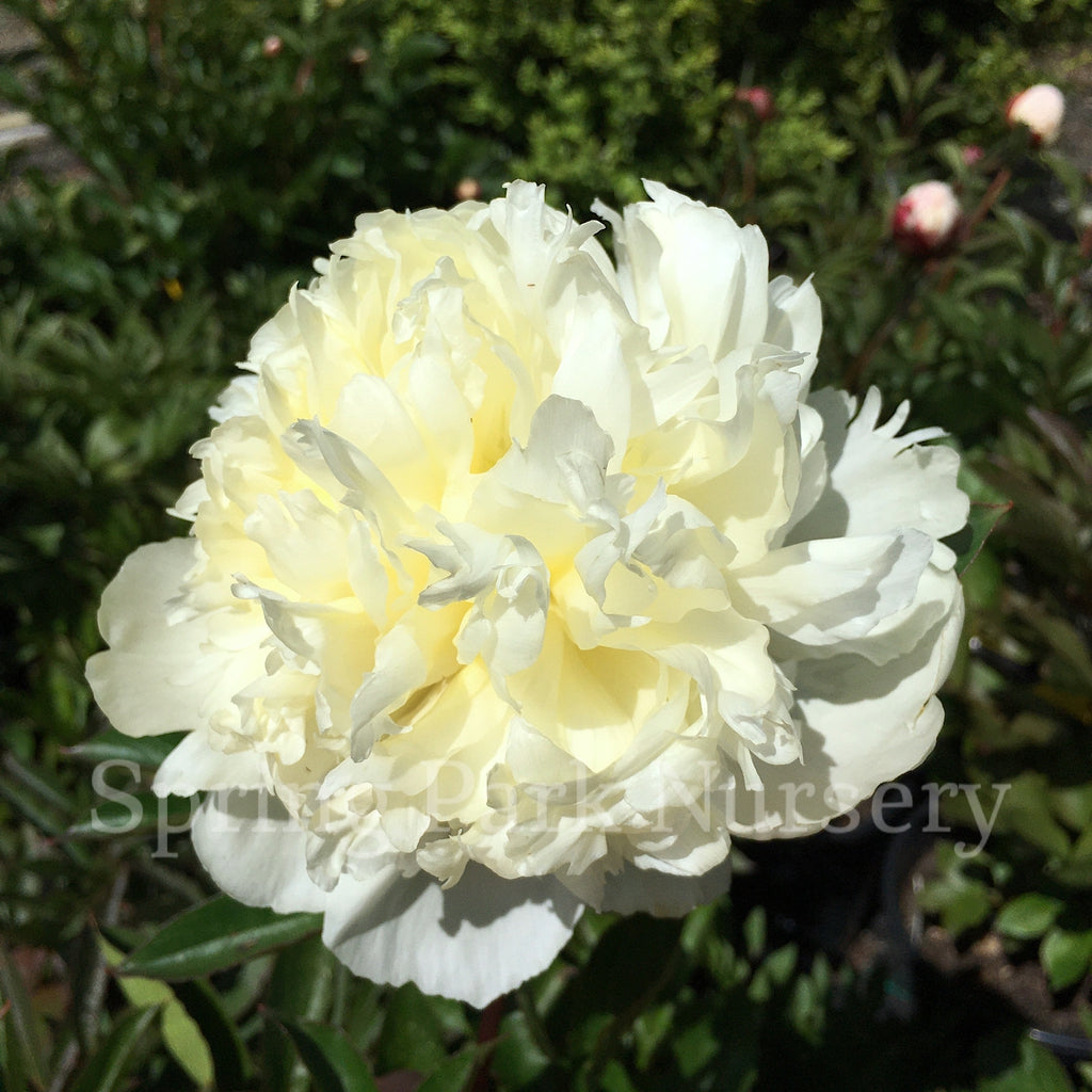 Herbaceous Peony 'Charlie's White' [Sz:200 mm]