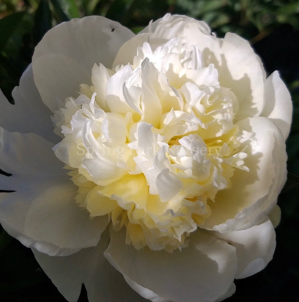 Herbaceous Peony 'Charlie's White' [Sz:200 mm]