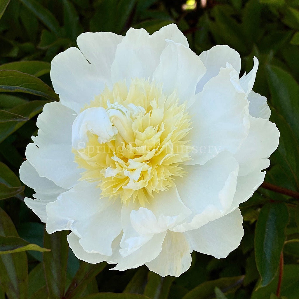 Herbaceous Peony 'Charlie's White' [Sz:200 mm]