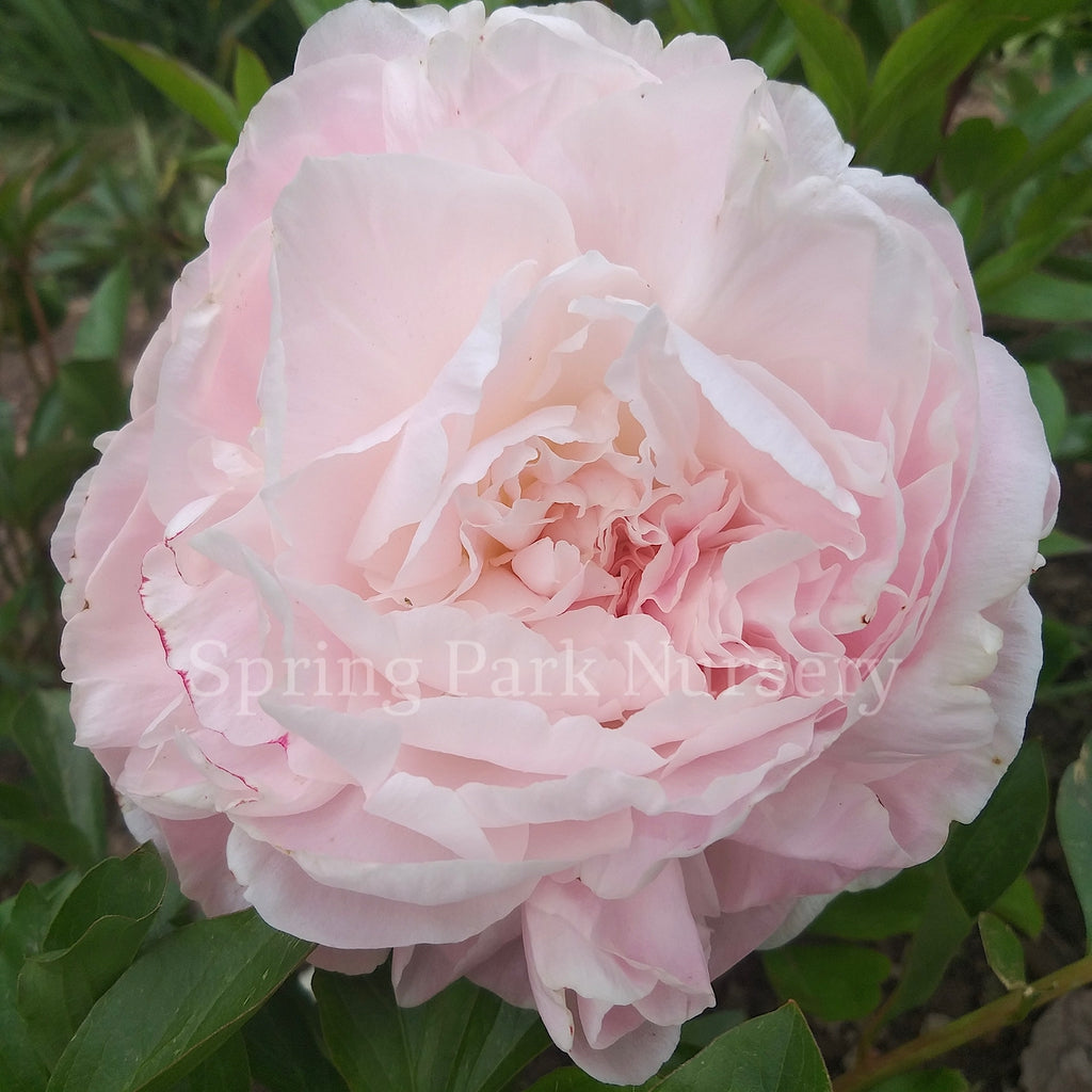 Herbaceous Peony 'Mother's Choice' [Sz:200 mm]