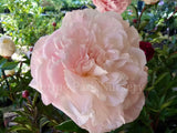 Herbaceous Peony 'Mother's Choice' [Sz:200 mm]