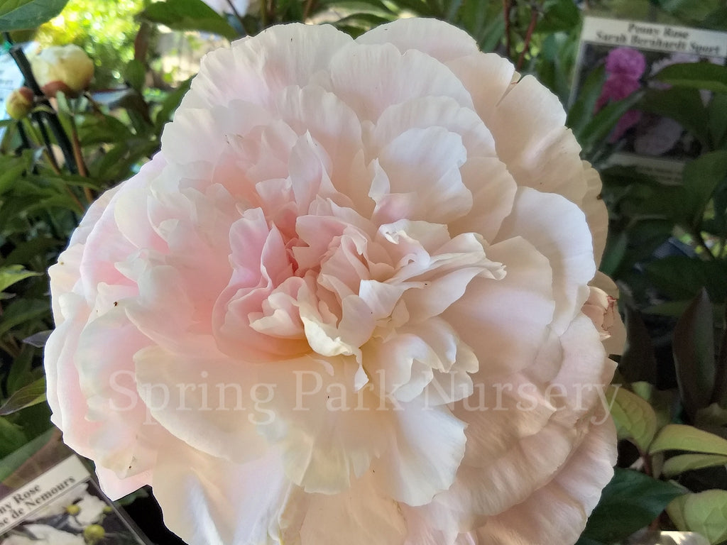 Herbaceous Peony 'Mother's Choice' [Sz:200 mm]