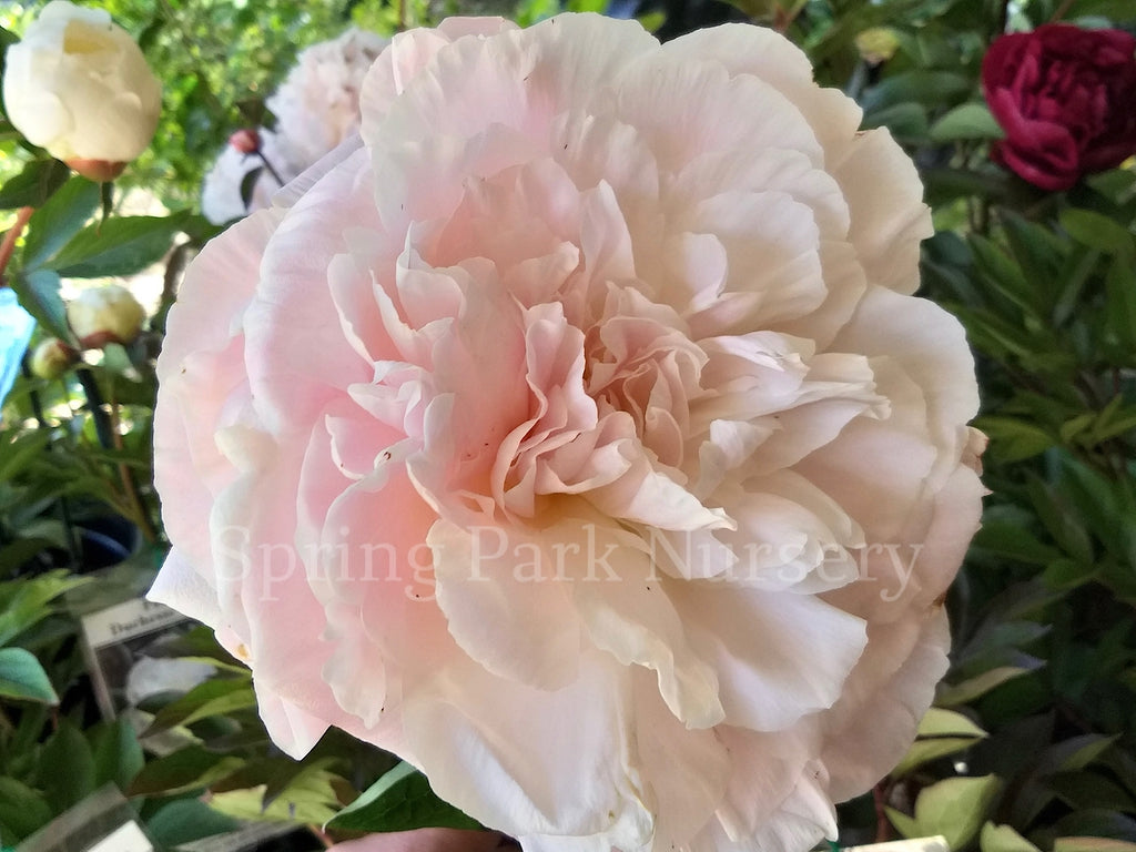 Herbaceous Peony 'Mother's Choice' [Sz:200 mm]