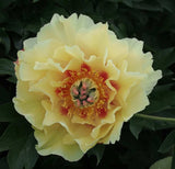 Itoh Peony 'Garden Treasure' [Sz:200 mm]