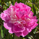 Herbaceous Peony 'Pink Derby' [Sz:200 mm]