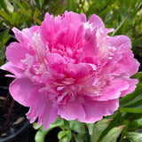 Herbaceous Peony 'Pink Derby' [Sz:200 mm]