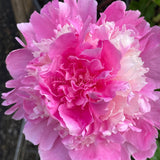 Herbaceous Peony 'Pink Derby' [Sz:200 mm]