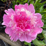 Herbaceous Peony 'Pink Derby' [Sz:200 mm]