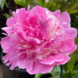 Herbaceous Peony 'Pink Derby' [Sz:200 mm]