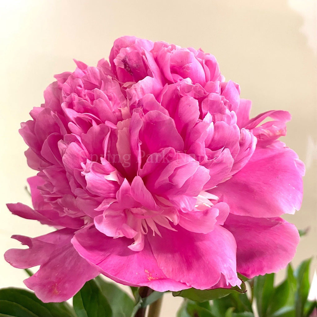 Herbaceous Peony 'Pink Derby' [Sz:200 mm]