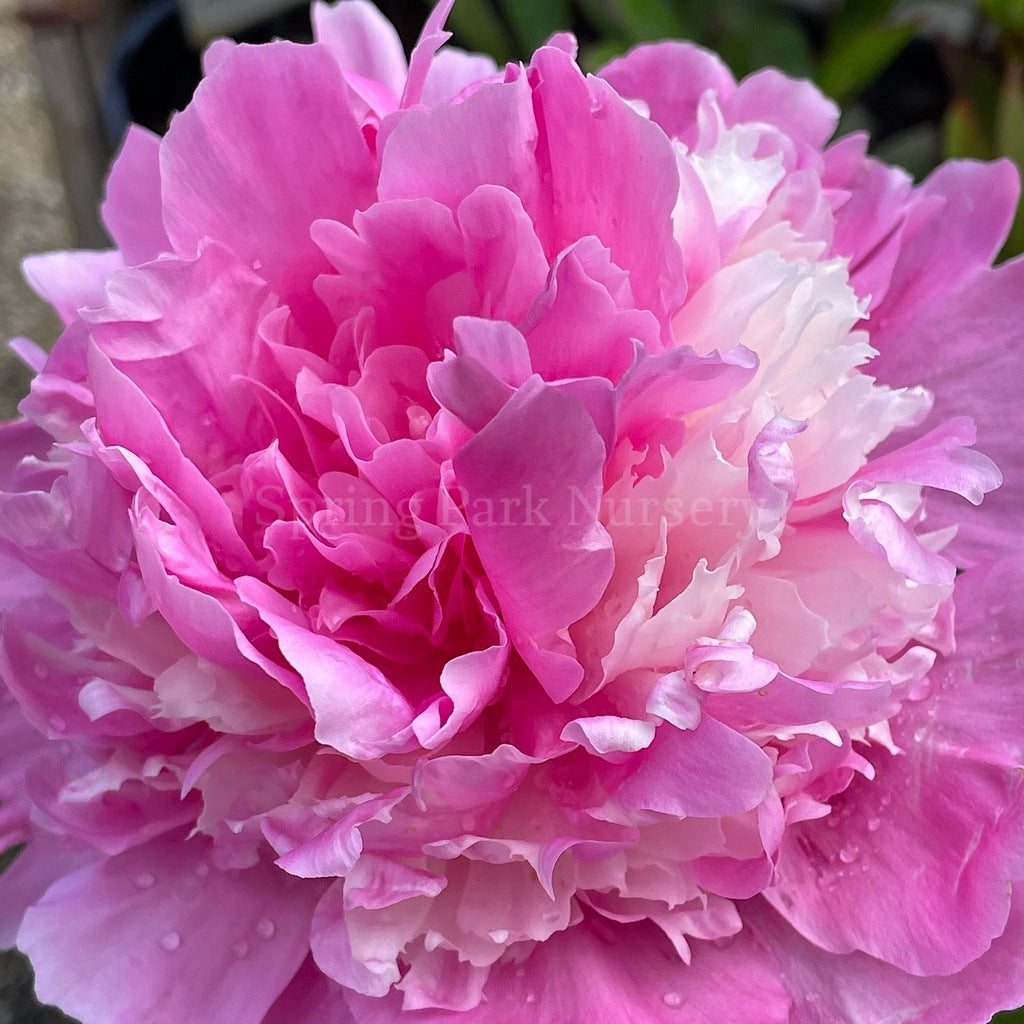 Herbaceous Peony 'Pink Derby' [Sz:200 mm]