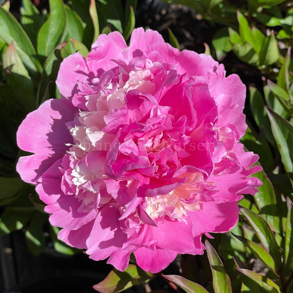 Herbaceous Peony 'Pink Derby' [Sz:200 mm]