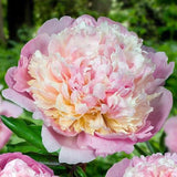 Herbaceous Peony 'Early Delight' [Sz:200 mm]