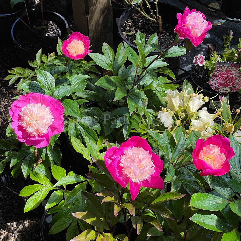 Herbaceous Peony 'Gay Paree' [Sz:200 mm]