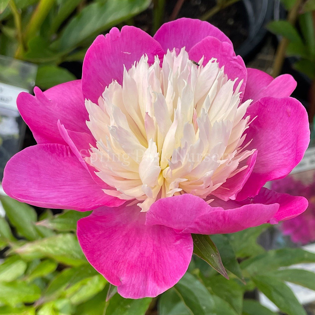 Herbaceous Peony 'Gay Paree' [Sz:200 mm]