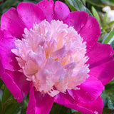 Herbaceous Peony 'Gay Paree' [Sz:200 mm]