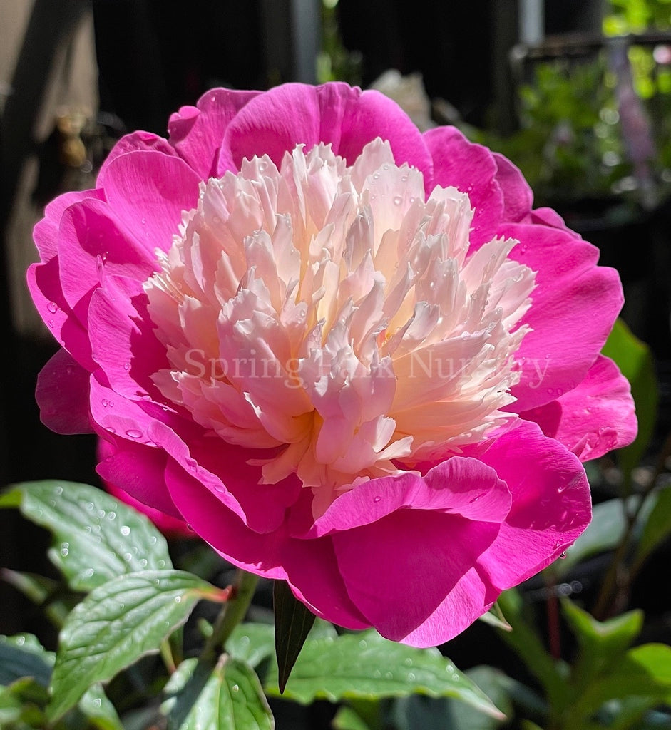 Herbaceous Peony 'Gay Paree' [Sz:200 mm]