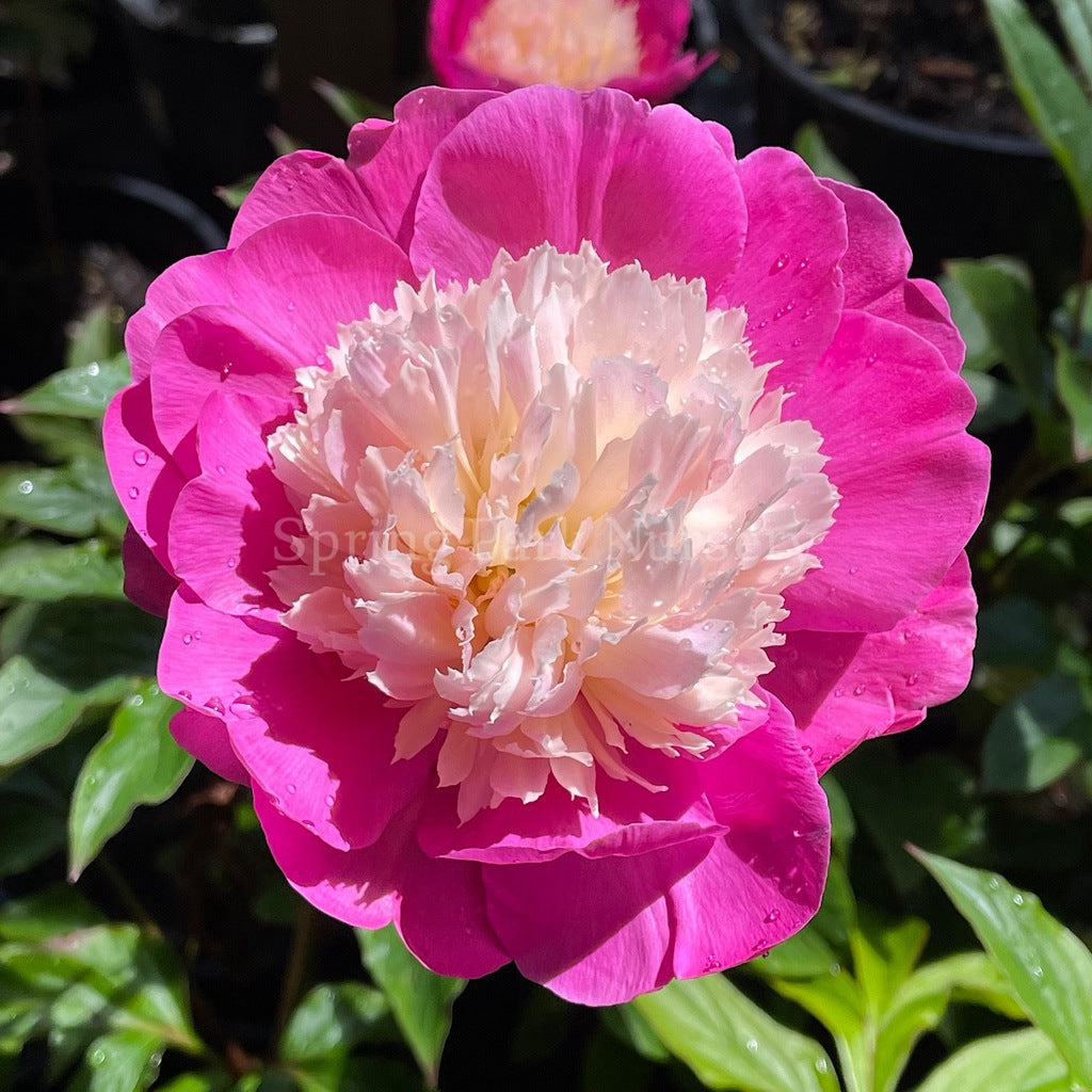 Herbaceous Peony 'Gay Paree' [Sz:200 mm]