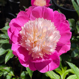 Herbaceous Peony 'Gay Paree' [Sz:200 mm]