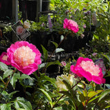 Herbaceous Peony 'Gay Paree' [Sz:200 mm]