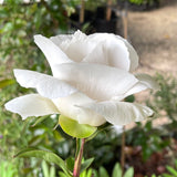 Herbaceous Peony 'Virginia Dare' [Sz:Bare Rooted]