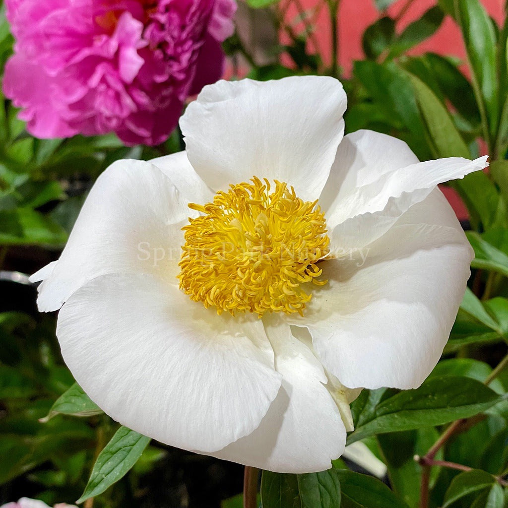 Herbaceous Peony 'Virginia Dare' [Sz:Bare Rooted]