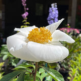 Herbaceous Peony 'Virginia Dare' [Sz:Bare Rooted]