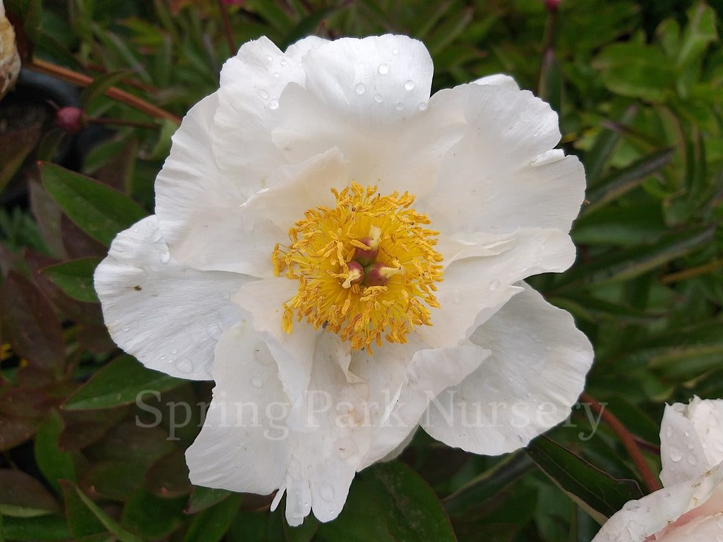 Herbaceous Peony 'Virginia Dare' [Sz:Bare Rooted]