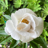 Herbaceous Peony 'Virginia Dare' [Sz:Bare Rooted]