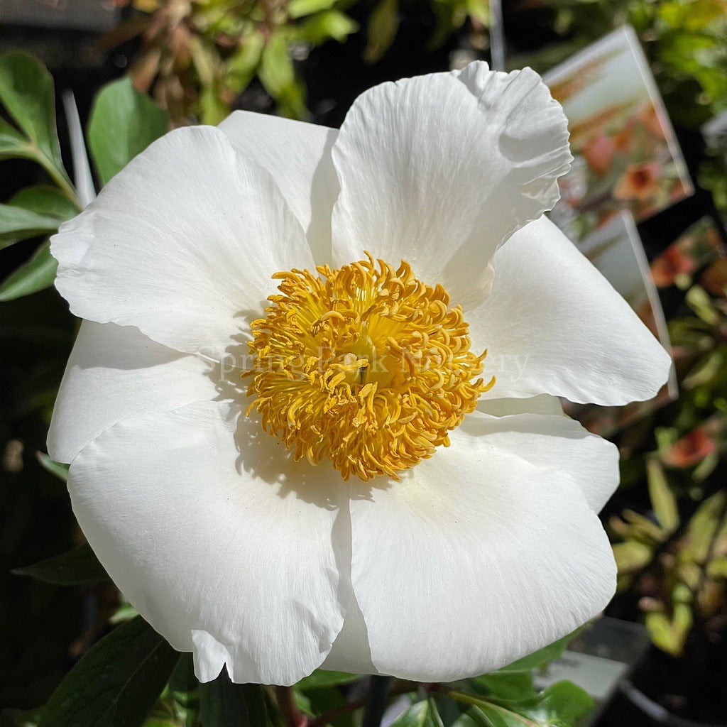 Herbaceous Peony 'Virginia Dare' [Sz:Bare Rooted]