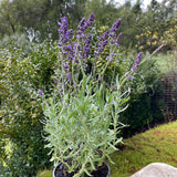 Lavandula angustifolia 'Blue Scent' [Sz:140 mm]