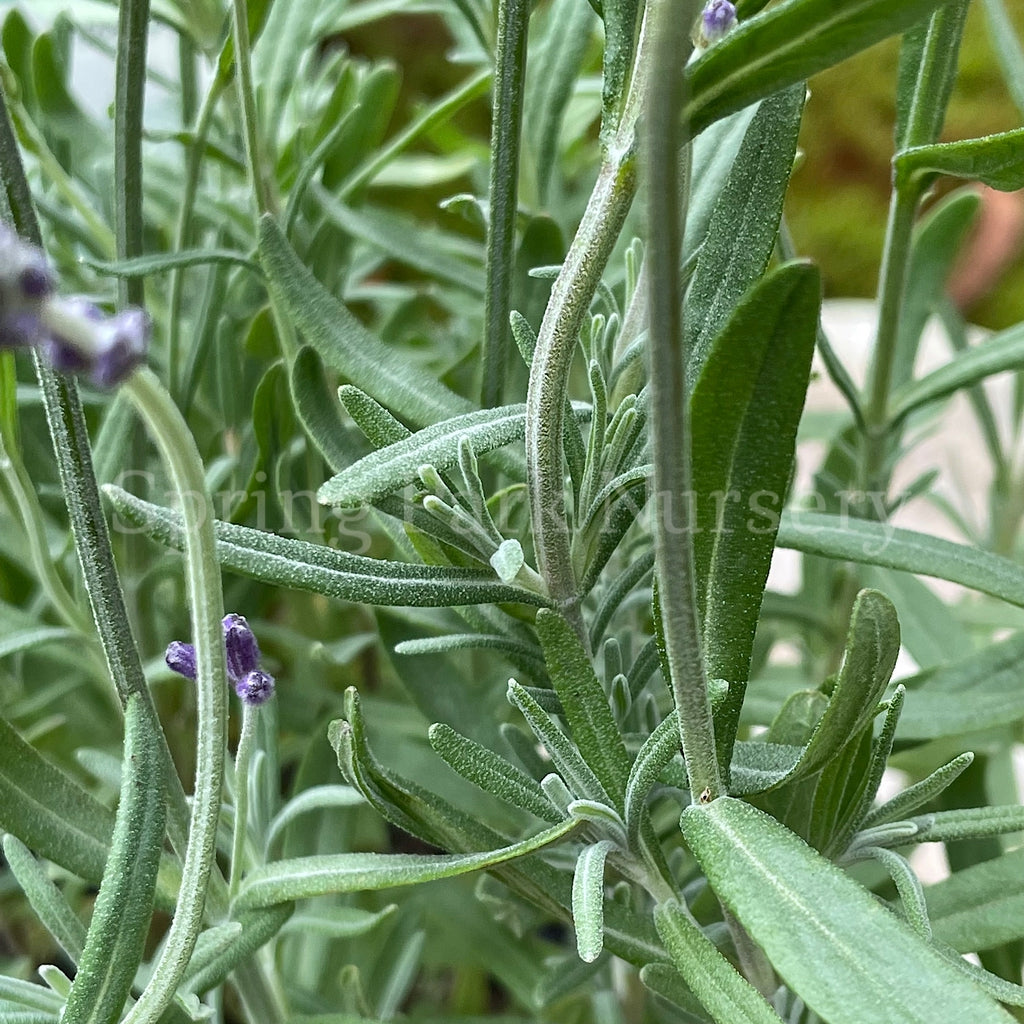 Lavandula angustifolia 'Blue Scent' [Sz:140 mm]