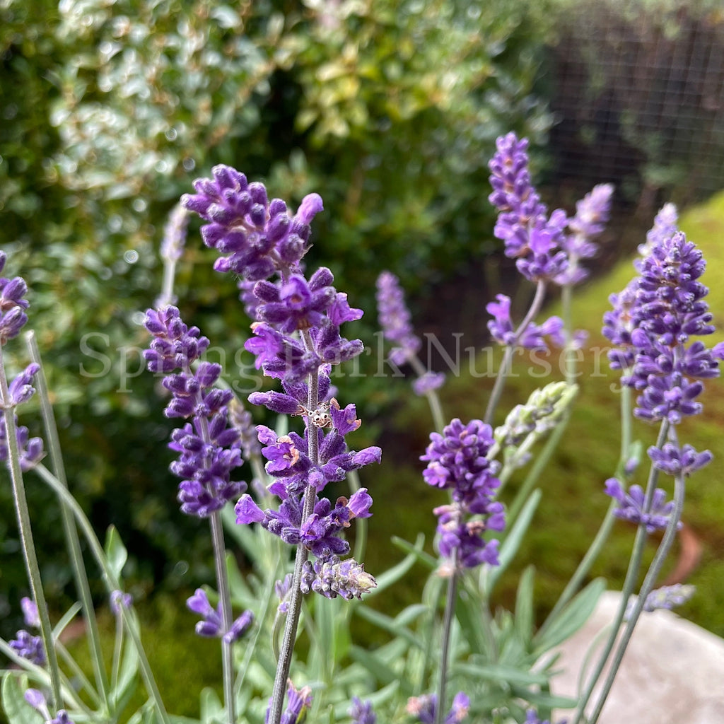 Lavandula angustifolia 'Blue Scent' [Sz:140 mm]