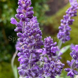 Lavandula angustifolia 'Blue Scent' [Sz:140 mm]