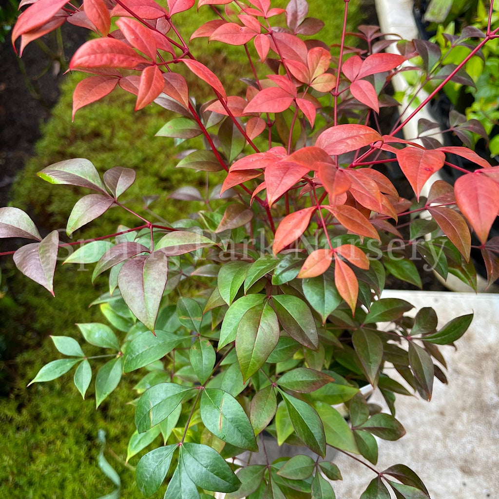 Golf Stream Spring Nandina domestica 'Gulf Stream' – Spring Park Nursery