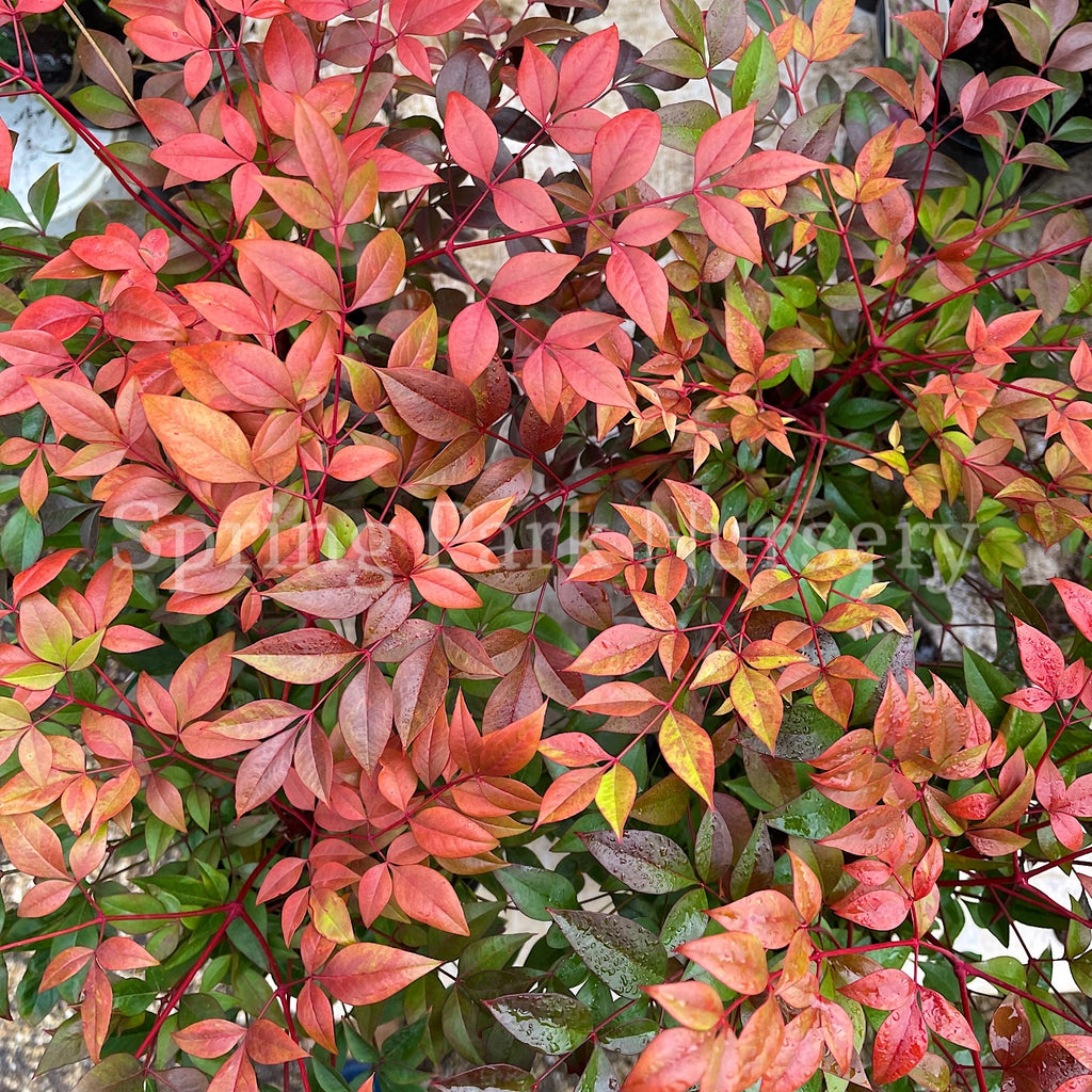 Nandina domestica 'Gulf Stream' [Sz:140 mm]