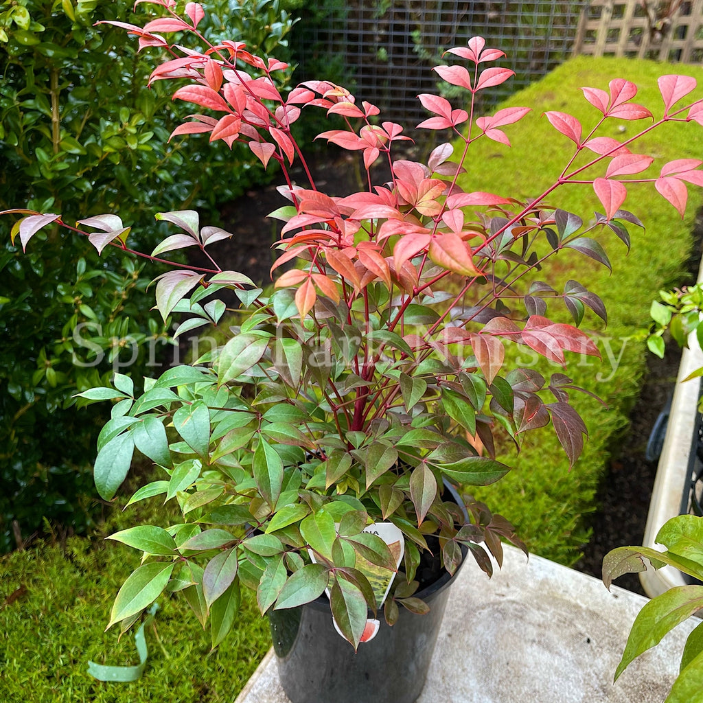 Nandina domestica 'Gulf Stream' [Sz:140 mm]