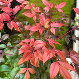 Nandina domestica 'Gulf Stream' [Sz:140 mm]