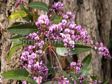 Hardenbergia violacea 'Happy Wanderer' [Sz:140 mm]