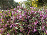 Hardenbergia violacea 'Happy Wanderer' [Sz:140 mm]