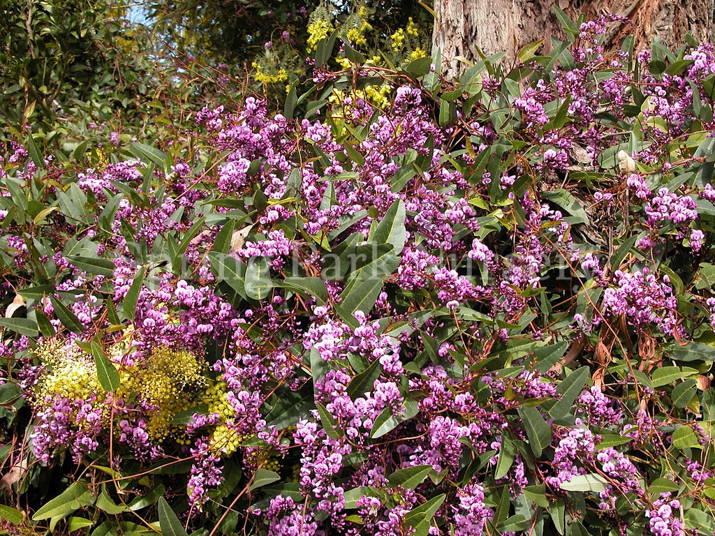 Hardenbergia violacea 'Happy Wanderer' [Sz:140 mm]