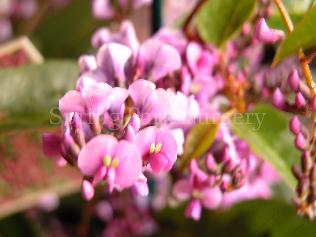 Hardenbergia violacea 'Happy Wanderer' [Sz:140 mm]