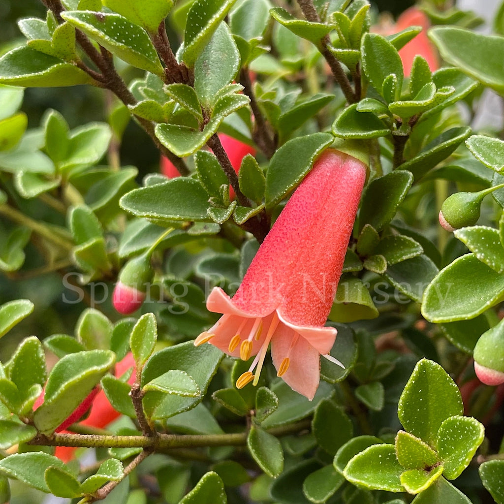 Correa pulchella Ember Chimes [Sz:140 mm]